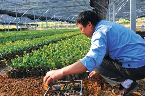 油茶的经济效益_油茶种植1亩收益多少 种植油茶的经济效益怎么分析